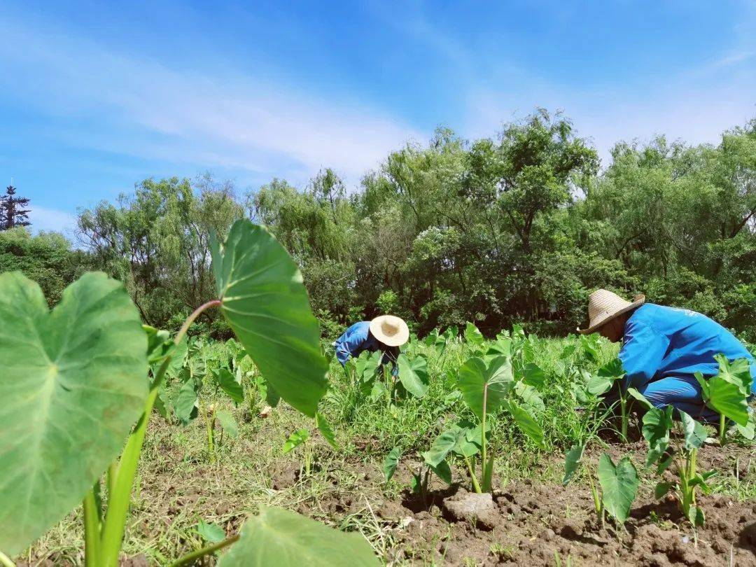 Vegetable-picking-in-the-field